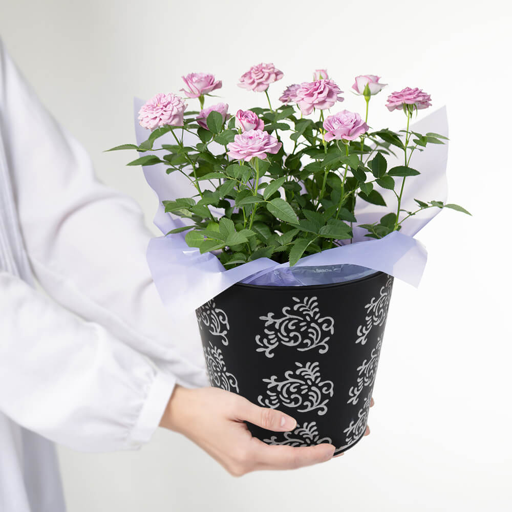【敬老の日】ミニバラの鉢植え/花ギフト・プレゼント｜イイハナ・ドットコム（花ギフトの専門店）｜敬老の日 鉢植え「ミニバラ インプールドブルー」｜出荷実績400万件以上、13時までのご注文は最短翌日お届け(一部商品は除きます）。インターネットで24時間受付中。千趣会（ベルメゾン）のお花屋さん e87.com